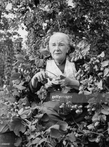 74-year-old Sarah Anne Denyer of Rotherhithe hop picking at Beltring Farm in Kent 3rd September 1954.  X.png
