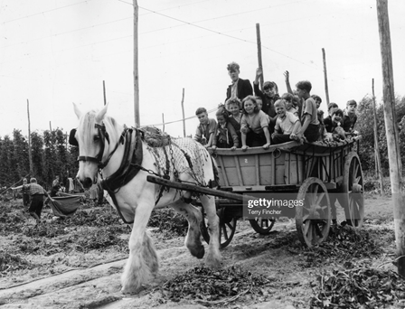 Hop picker's children enjoy a ride in a horse and cart while their parents are busy picking hops at Beltring Farm, Kent, c1954.   X.png