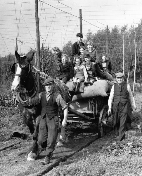 Hop Picking Beltring Paddock Wood. Children having great fun riding a cart horse round the hop fields 16th December 1946.   X..png