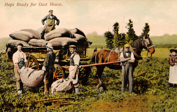 Vinson Farm hop picking with the use of a horse and cart, in Kent, c1910.     X..png