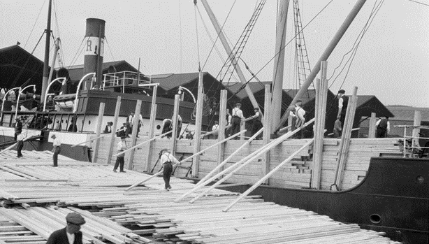 Surrey Dock, Softwood Timber Operations. Discharging timber to rough pile on Quay, c1930.  X..png