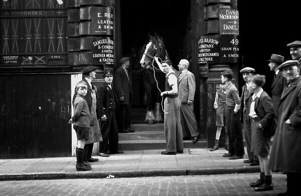 Spa Road. A horse being led to safety after falling into a basement.  X..png