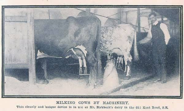 Old Kent Road, Milk Dairy c1908, photograph showing the cows in their milking stalls at Mr Birkbeck's Dairy down the Old Kent Road.  X..png