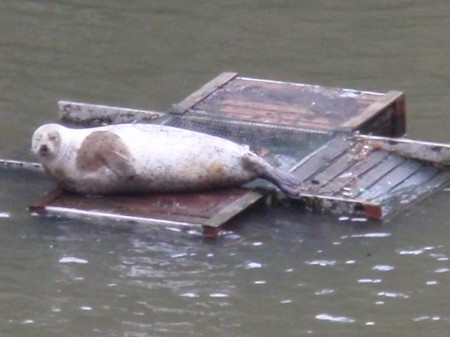 SEAL IN ST SAVIOURS DOCK. Is he classed as a resident.jpg