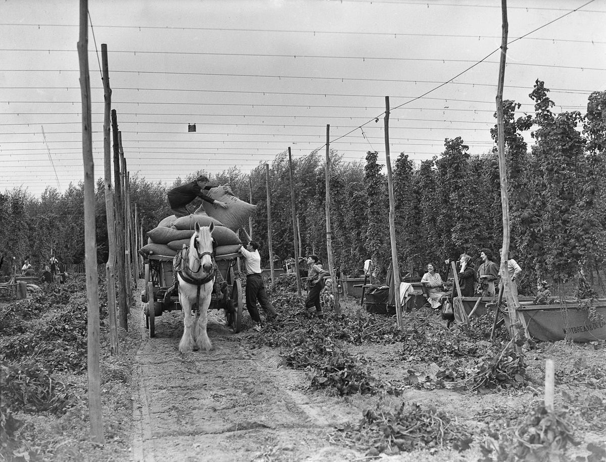 Hoppers at work at Whitbread’s Farm at Beltring, Kent. c.1930.jpg