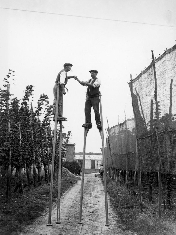 Hop pickers use stilts on a farm at Wateringbury in Kent,1928..jpg