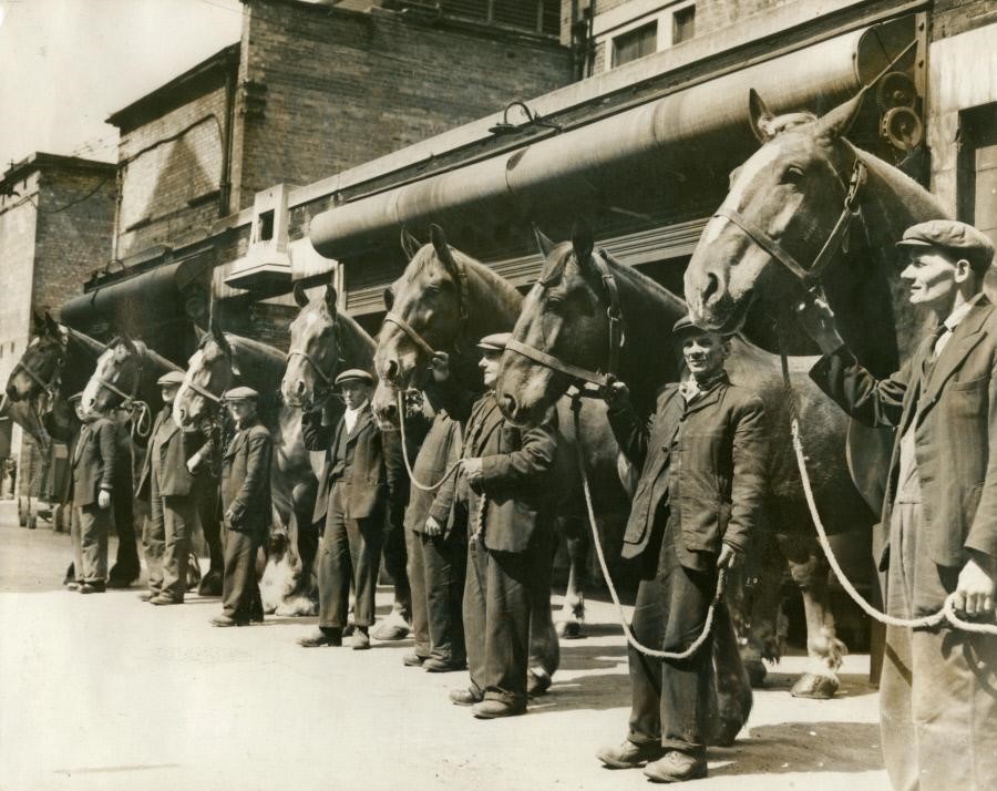 Neckinger Depot,Bermondsey Borough Council horses at time of disposal. May 1953.  X.jpg