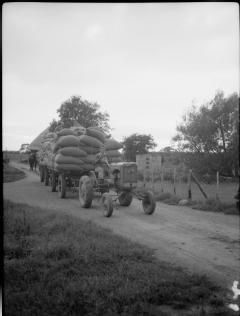 HOP PICKING IN YALDING, KENT, ENGLAND, UK, 1944 2.jpg