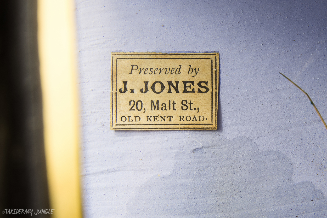 Malt Street, J. Jones Taxidermist.  X.png